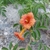 Flowers in September in Manavgat, Turkey