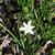 Ornithogalum flower