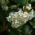 Osmanthus x fortunei in the fall in Moore County