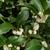 Osmanthus x fortunei in the fall in Moore County