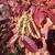 Oxydendrum arboreum leaves in the fall in Moore County
