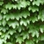 Climber growing on a wall.