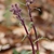 Flower bud - March 23 - Haywood Co., NC