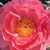 Double peachy-pink flower with masses of anthers.