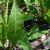 Close up of leaf in summer in Moore county