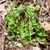 Seedlings - April 26 - Haywood Co., - NC