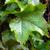 Parthenocissus tricuspidata