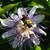 Close-up of single bluish-purple flower with spiky corona.