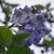 Tubular lavender flowers