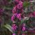 Pearl Glam™ beautyberry