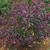 Pearl Glam™ beautyberry