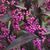 Pearl Glam™ beautyberry