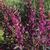 Pearl Glam™ beautyberry