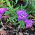 Penstemon