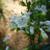 Blossom in spring in Moore County