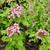 Pentas lanceolata 'Lonwood Pink' form