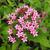 Pentas lanceolata 'Lonwood Pink' flowers