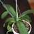 Flower  Stem