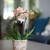 small Phalaenopsis plant with yellow flowers.