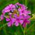 Phlox pilosa