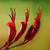 Phormium tenax