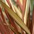 Phormium tenax