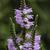 Physostegia virginiana
