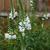 Physostegia virginiana