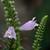 Physostegia virginiana flowers