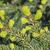 Picea abies "Nidiformis'