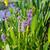 pickerel weed wilmington nc skdavidson
