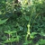 Form