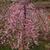 Prunus 'NCPH1' PPAF