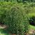Prunus 'NCPH1' PPAF