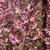 Prunus 'NCPH1' PPAF