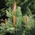 Pinus aristata