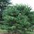 Pinus densiflora