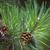 Pinus densiflora