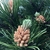 Leaves and female cones