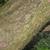 Pinus strobus 'nana' bark