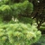 Branch