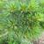 Pinus strobus 'nana' needles