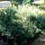 Pinus sylvestris 'Glauca Nana'