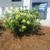 pittosporum compacta form in Wilmington, NC