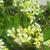 pittosporum compacta leaf and flower in Wilmington, NC