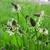 Plantago lanceolata
