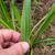 Plantago lanceolata