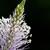 Plantago major