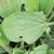Plantago major