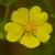 Potentilla recta